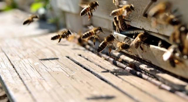 “Punto nel vivo”, campagna di informazione sull’allergia alle punture di api