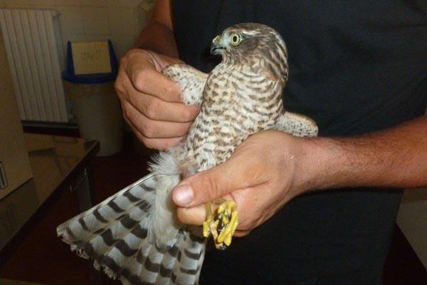 Anpana in soccorso di un airone cenerino e di uno sparviere