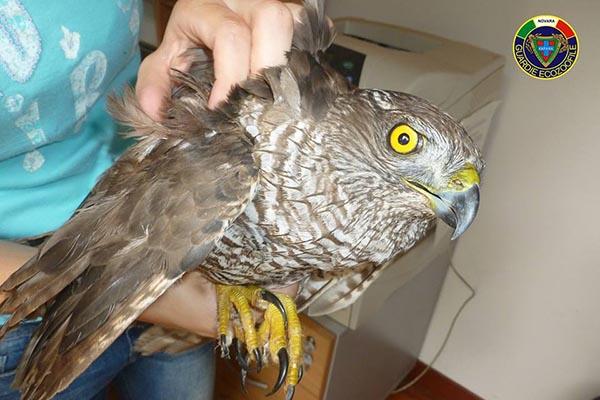 Astore ferito ad un’ala recuperato ad Olengo