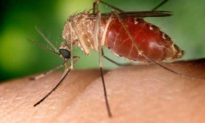 “Febbre del Nilo”, nessun caso in Piemonte:  garantite le donazioni di sangue