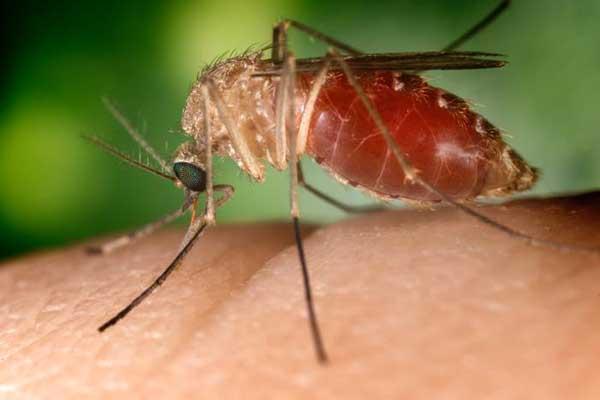 A Novara un altro caso di virus West Nile