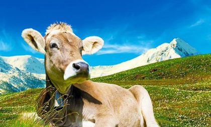 I migranti? A ripopolare gli alpeggi