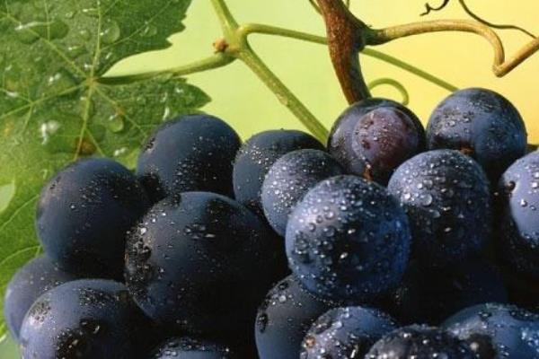 In arrivo la 34° edizione della Festa dell’Uva Fragola di Suno
