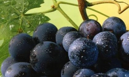 Sizzano, ora il concorso enologico è per amatori