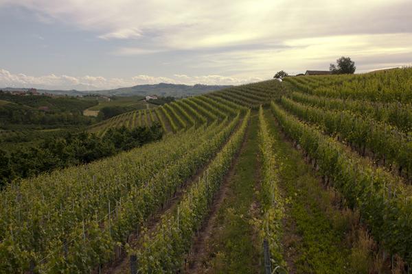“Tramonto in vigna” con la Pro loco di Boca