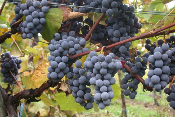 Tutto pronto per la 34° edizione della Festa dell’Uva Fragola