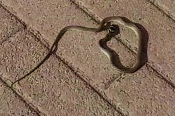 Un vero e proprio rettilario al cimitero della Sorga