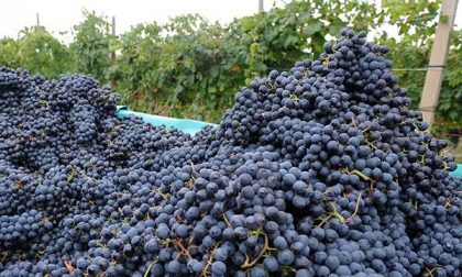Vendemmia, un’annata di qualità