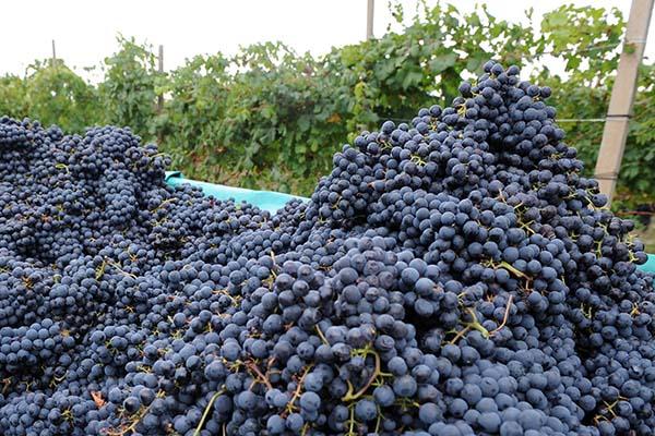 Vendemmia, un’annata di qualità