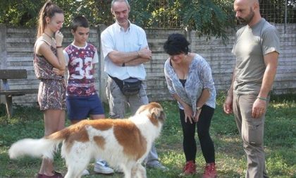 «Dati nella norma, ma meno adozioni»