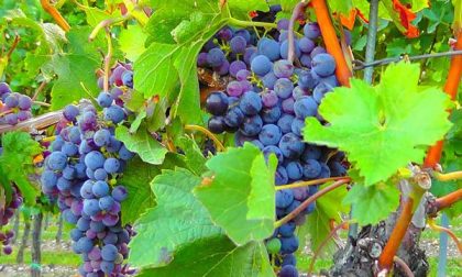 Il 2015 sarà un “millesimo” da ricordare