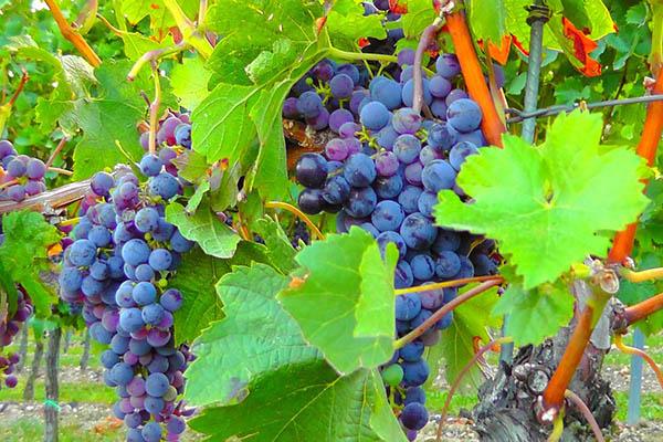 Il 2015 sarà un “millesimo” da ricordare