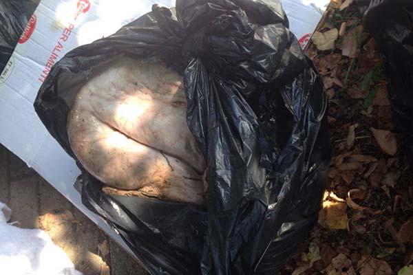 Inquietante ritrovamento a Trecate