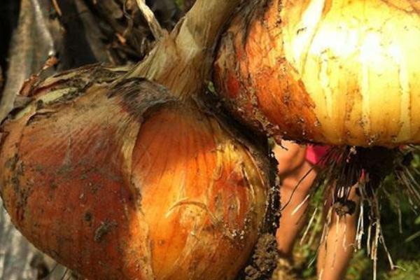 Nuovi itinerari turistici per scoprire le aziende dell’Alto Novarese