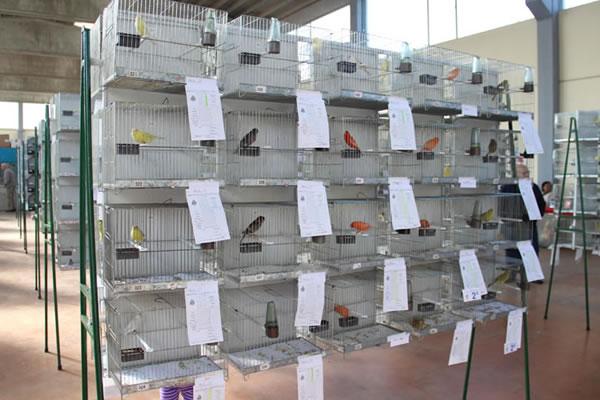 56a Mostra ornitologica a Pernate