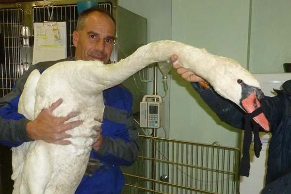 Anpana salva cigno reale trovato immobile sui binari