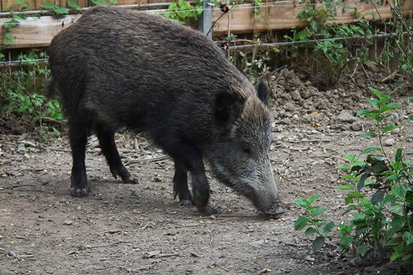 Danni da cinghiali, raccolti a rischio