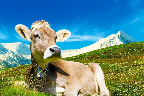 “Gli allevatori del territorio soffrono”