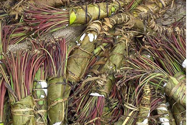 Malpensa terminal del Khat, la “droga dei poveri”