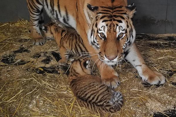 Nati due cuccioli di tigre siberiana al Safari Park