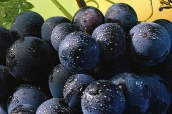 Quale futuro per le terre del Boca?