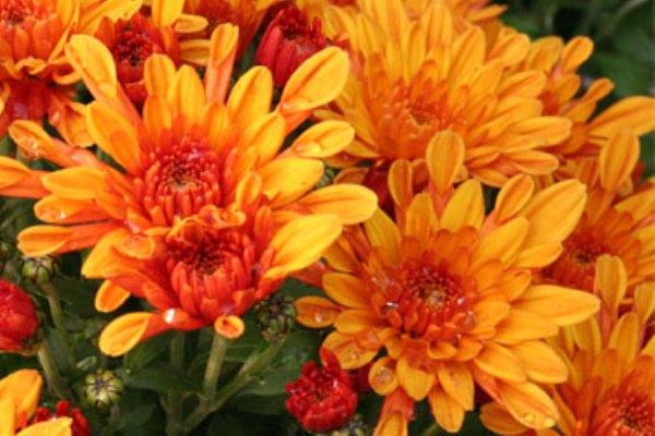 Romagnano Sesia, trasporto gratuito al cimitero