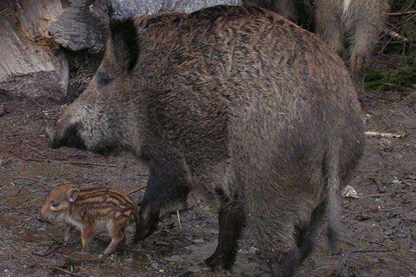 A breve la liquidazione dei danni da fauna selvatica