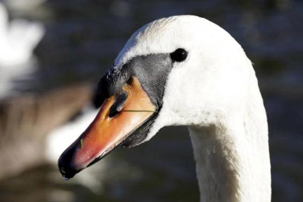 Cigno si impiglia in una rete da beach volley