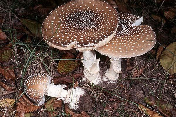 Coniugi morti avvelenati dai funghi