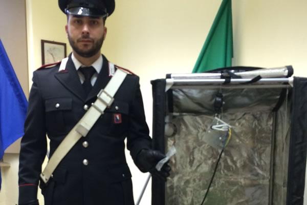 Intervengono per degli schiamazzi e trovano una coltivazione di marijuana