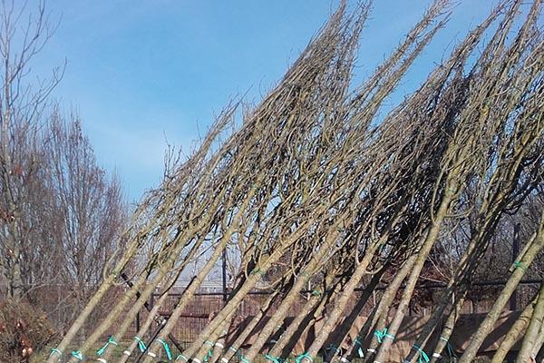 Nuovi alberi per Baluardo Lamarmora