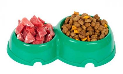 "Serve cibo per cani abbandonati"