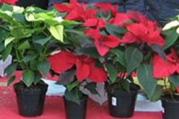 Sui sagrati delle chiese fioriscono le “stelline di Natale” di Mamre