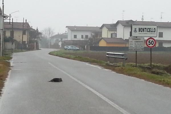 Allarme nutrie, Coldiretti: «Serve un piano condiviso tra i comuni»