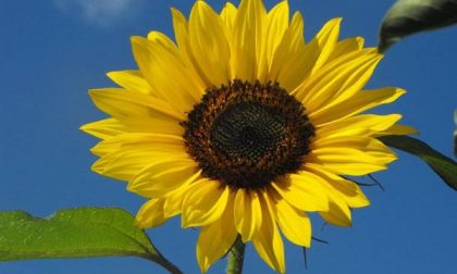 Asta benefica a favore di Aiutiamo Edo e dell’associazione lotta al neuroblastoma