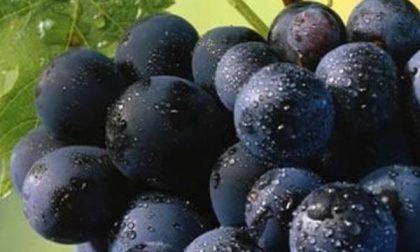 Dalla Regione i fondi per ristrutturare i vigneti