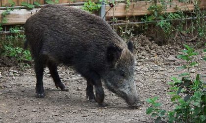 Due cinghiali attraversano la strada: famiglia di Borgo Ticino rimane coinvolta in un sinistro