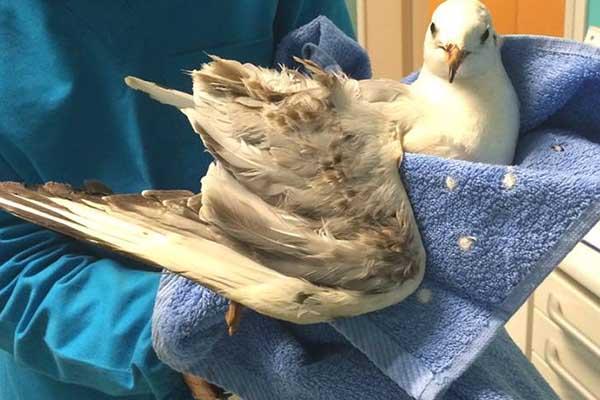 Gabbianella ferita recuperata da Anpana