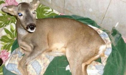 Nel Borgomanerese un nuovo centro di recupero degli animali selvatici