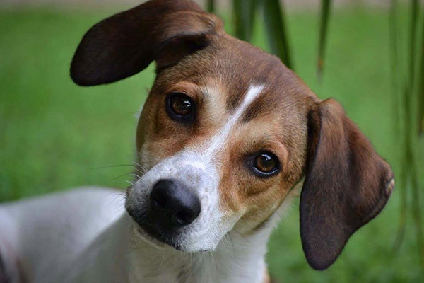 Scappa per i botti, ritrovata dopo 3 giorni: la storia di Kira ha commosso Ghemme