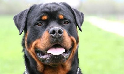 Azzannati dal rottweiler all’uscita dalla scuola