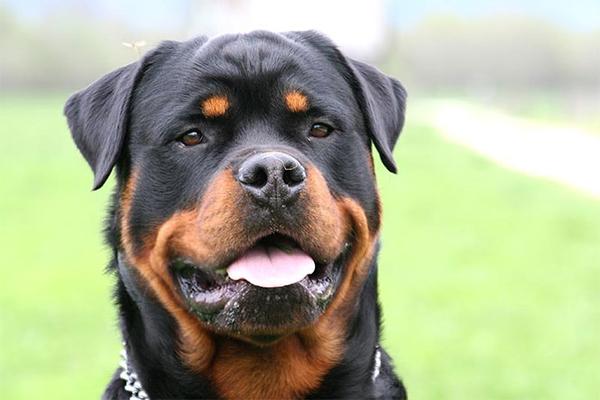 Azzannati dal rottweiler all’uscita dalla scuola