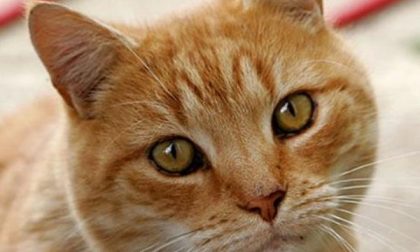 Borgomanero città amica dei gatti