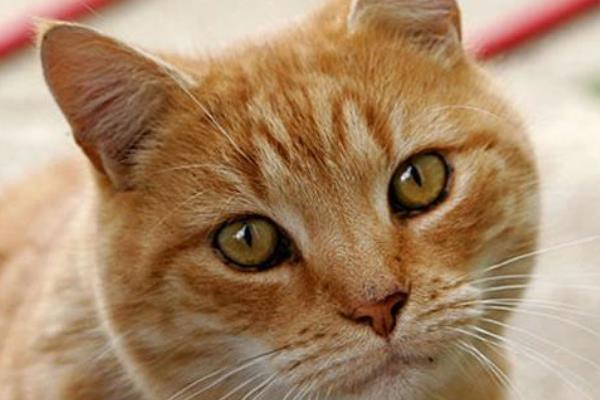 Borgomanero città amica dei gatti