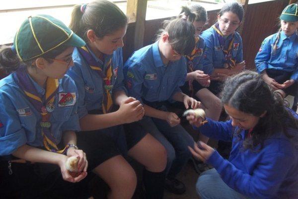 Buon compleanno Scout!