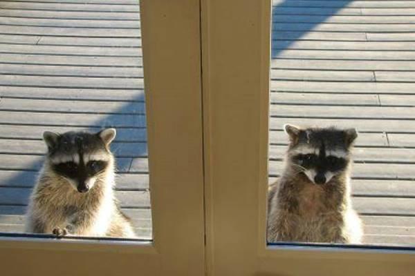 Ci sono o no i procioni al Parco Marazza?