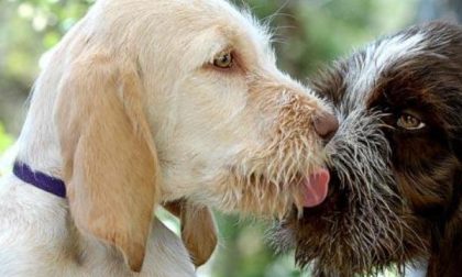 Con… fido in noi: ad Omegna il primo progetto in Italia per un canile sociale
