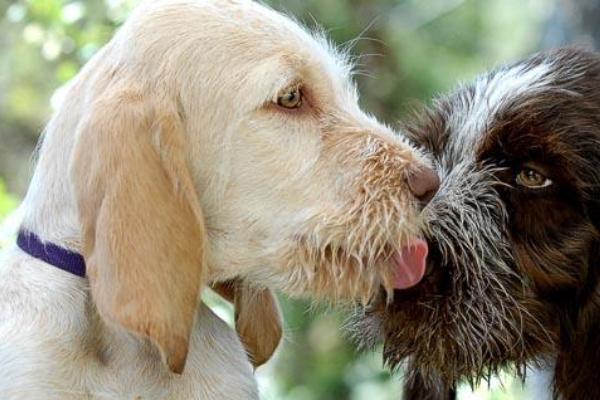 Con… fido in noi: ad Omegna il primo progetto in Italia per un canile sociale