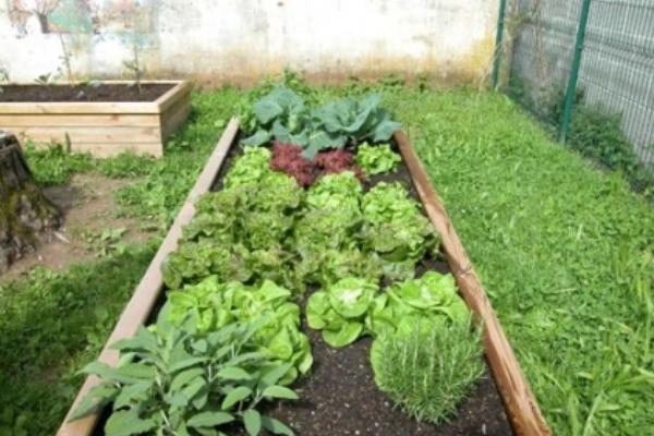 Famiglia di Borgomanero presta l’orto alla scuola