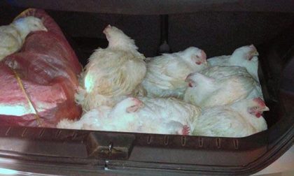 Galline ‘in fuga’ alla rotonda di via Boroli-via Europa: sette salvate dall’Anpana